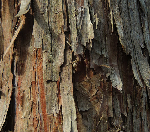 cedar bark