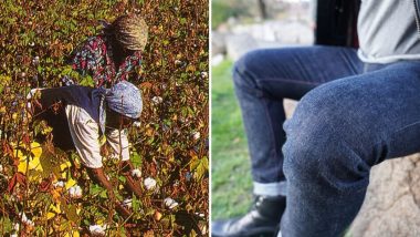 zimbabwe cotton