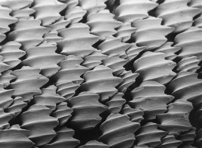 lemon shark skin